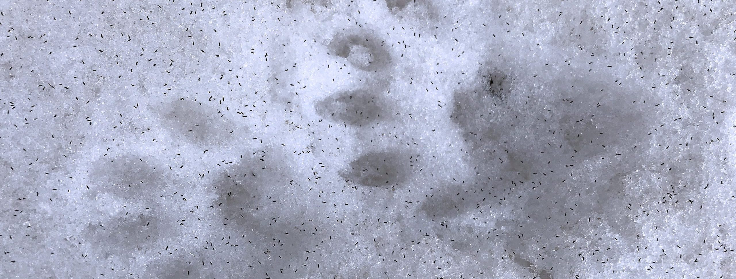 otter tracks with fleas 1 scaled e1644252699874 2