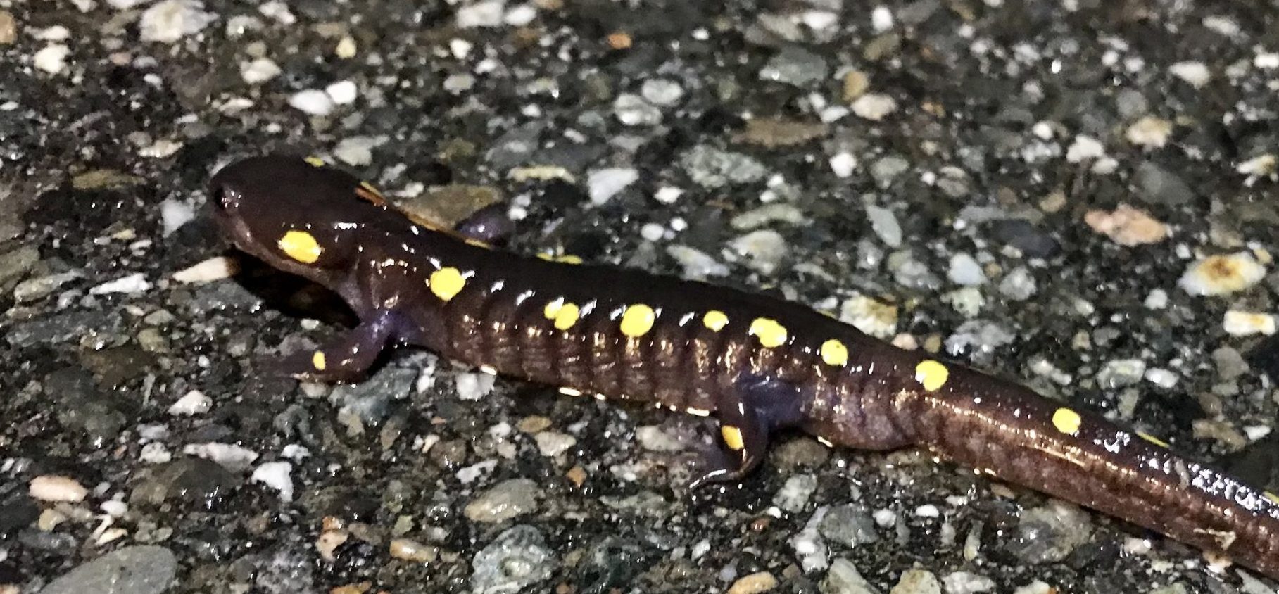 spotted salamander scaled e1648666667171 2