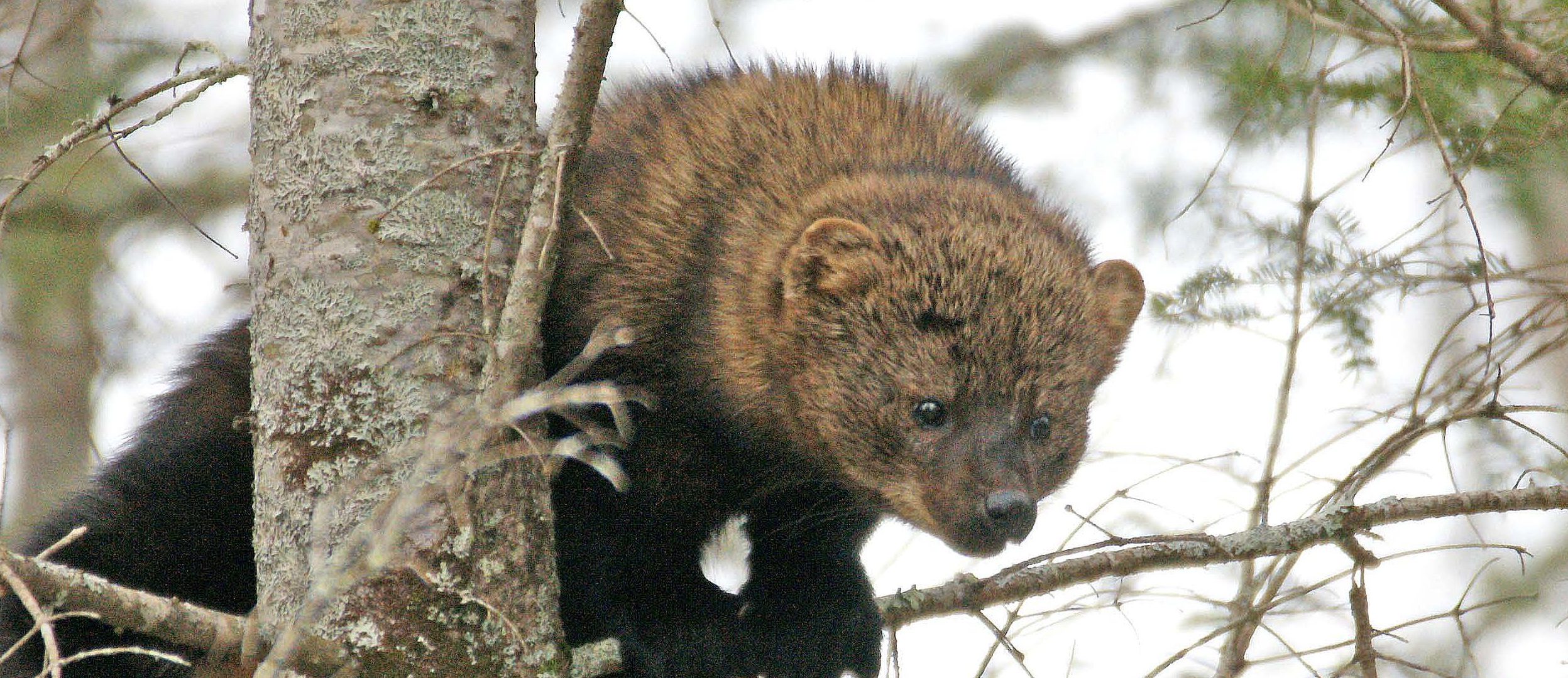 MicrosoftTeams image 6 1 e1655236120887 2