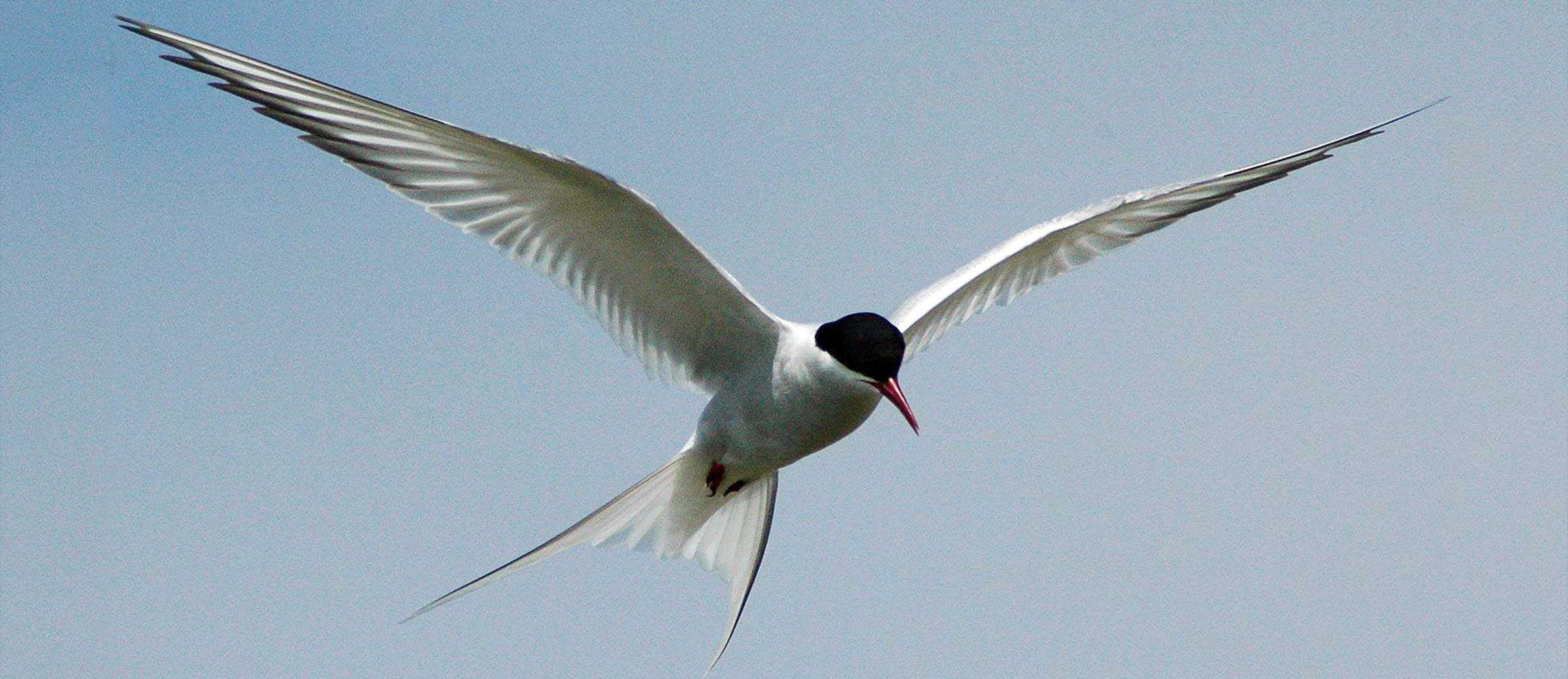 mcht arctic tern hero 2