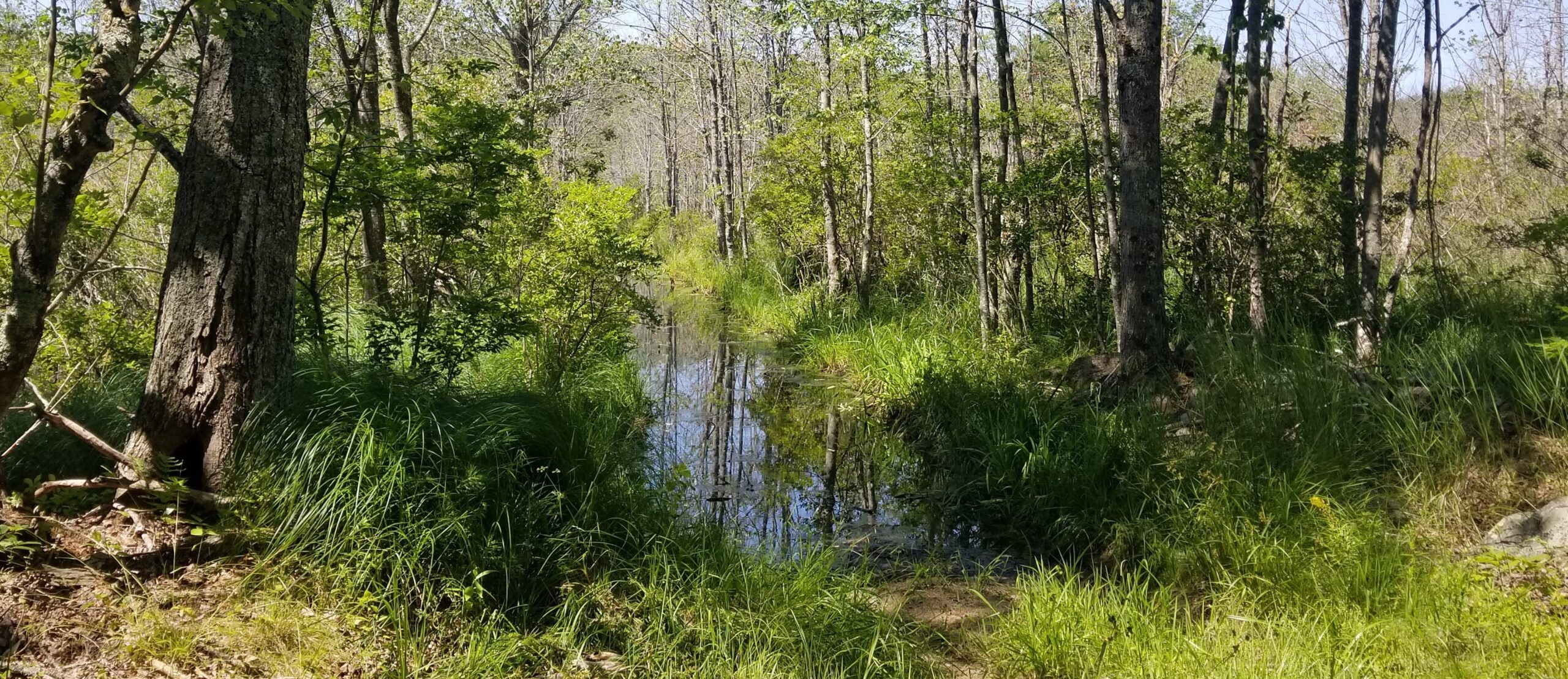 Wetland Sousa e1659468392716 2