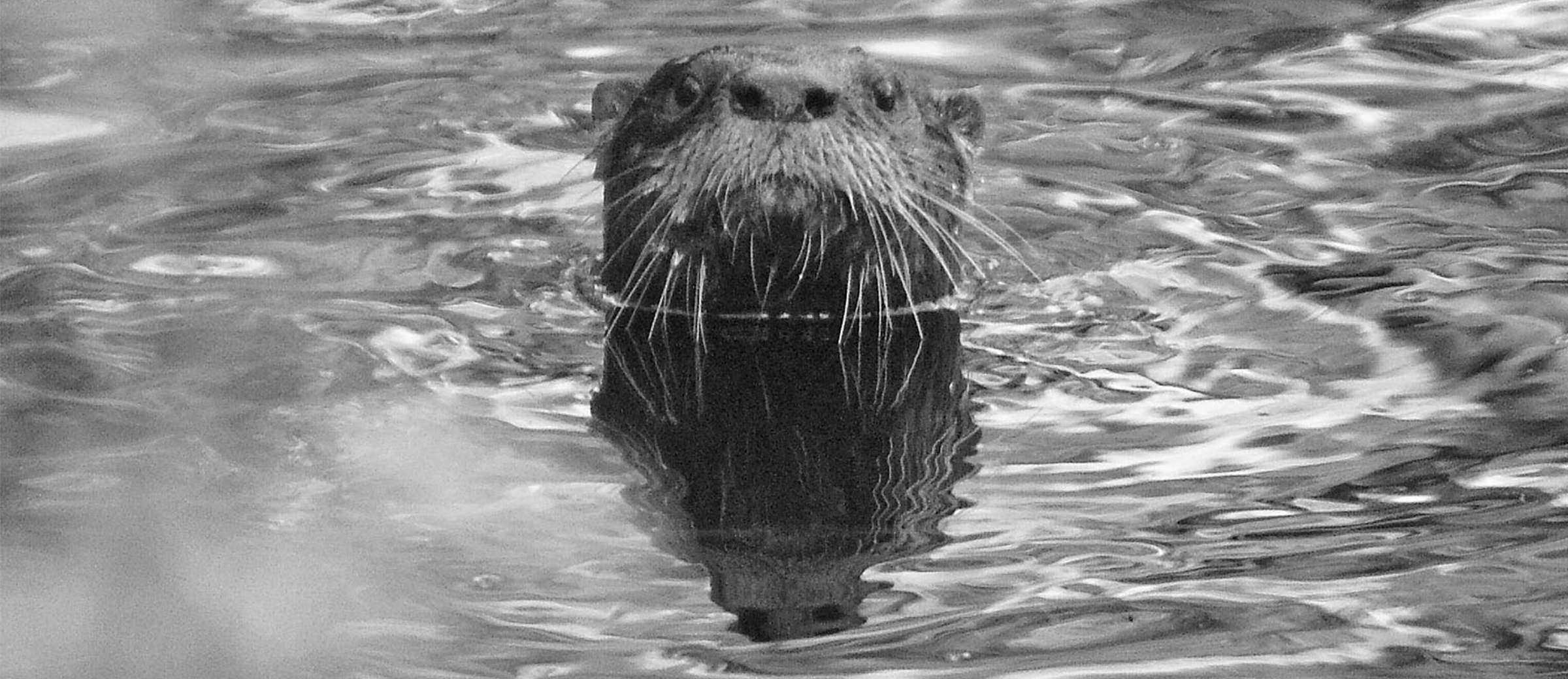 otter 1