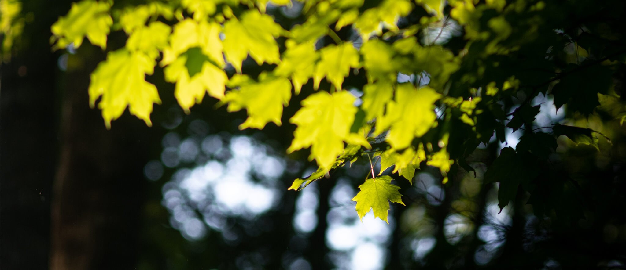 Exploring Clifford Park