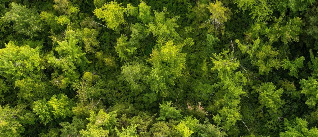 MCHTwoods 2048x885 1