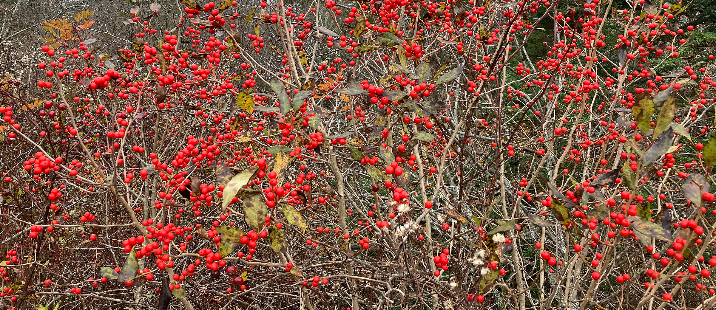 winterberry