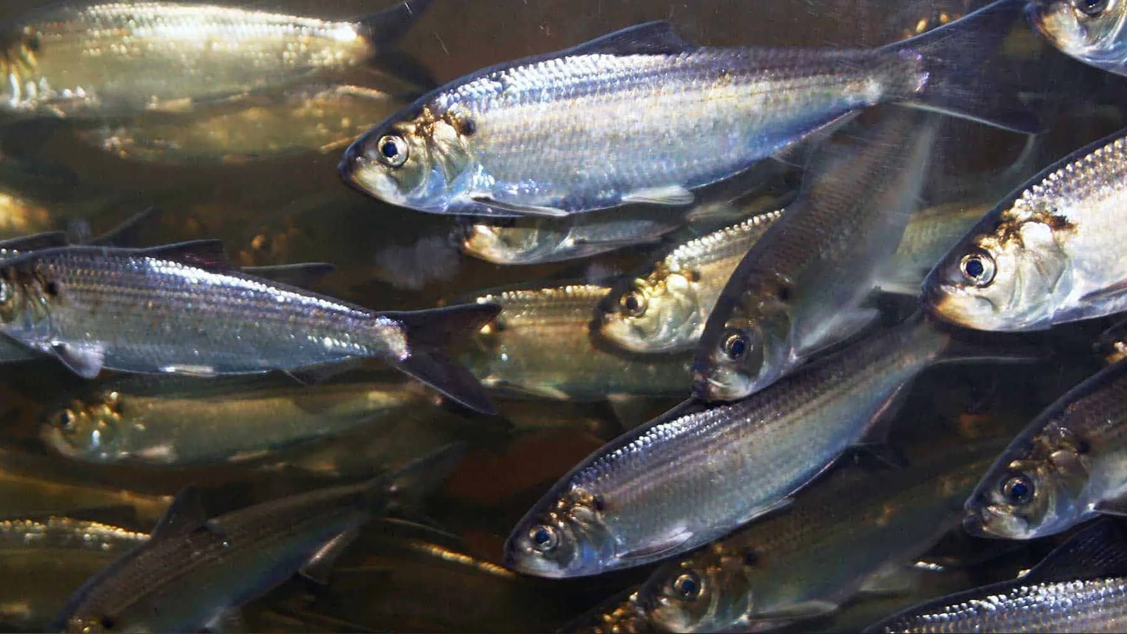 alewives