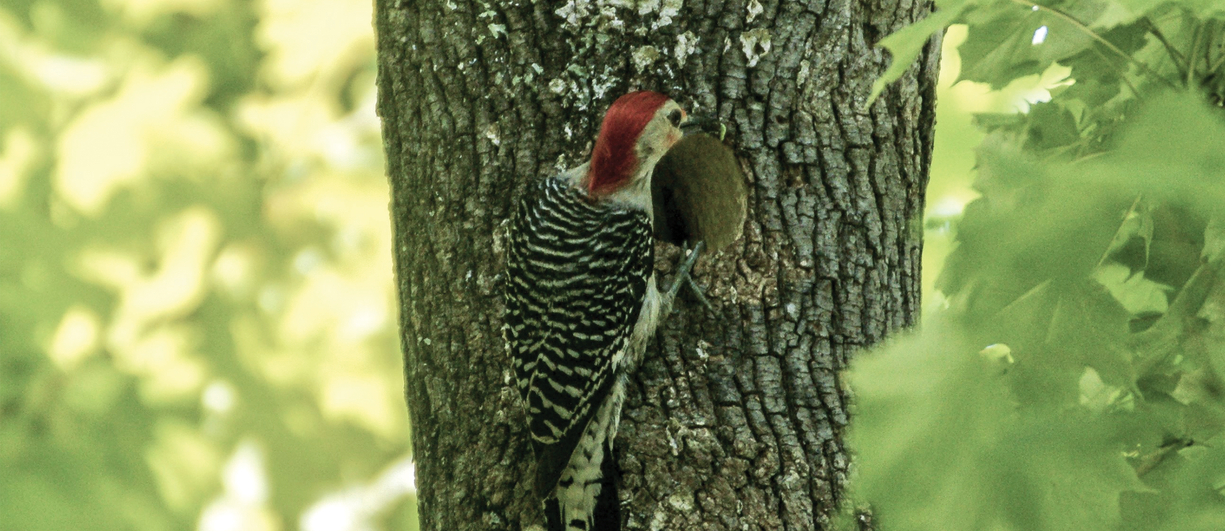 woodpecker