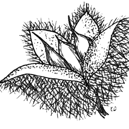 Chestnut picture 2 420x420