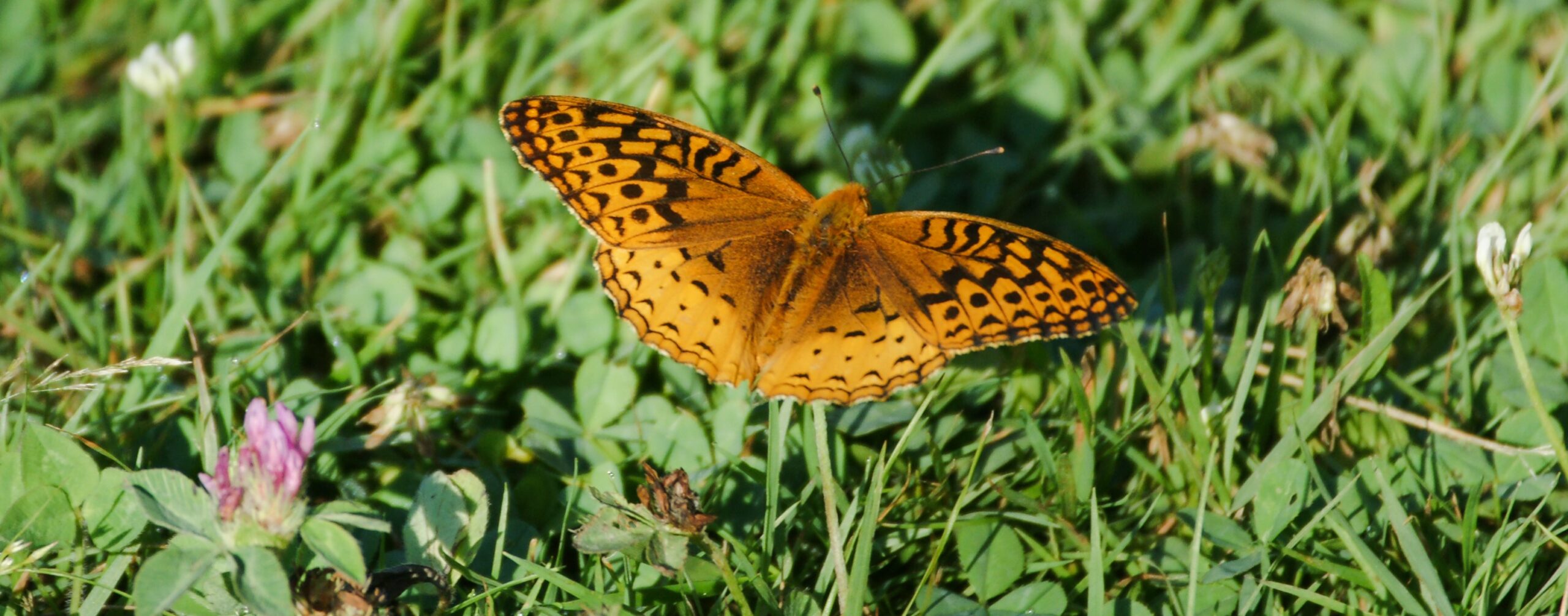 great spangled frittilary typical brushfooted butterfly scaled 1
