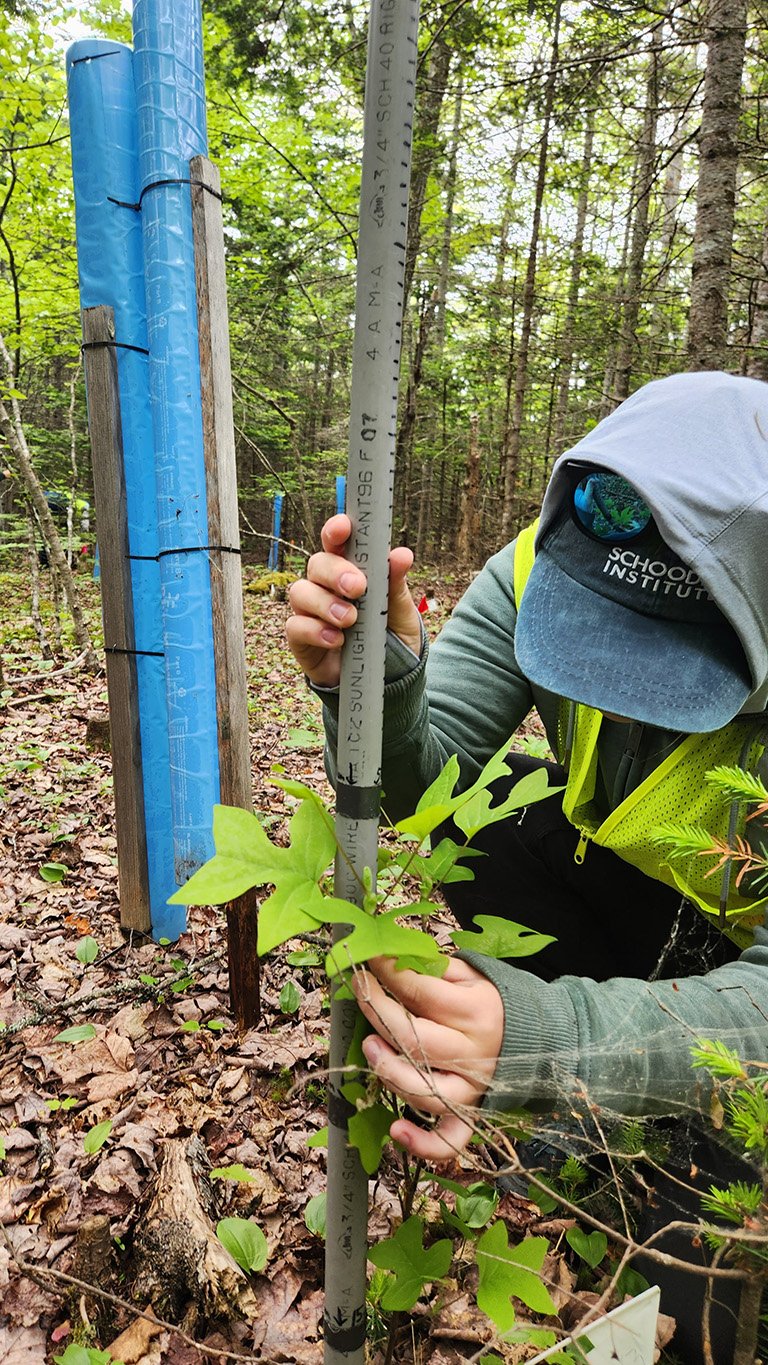 20240606 Schoodic Forest Shannon O Brien 768x1365