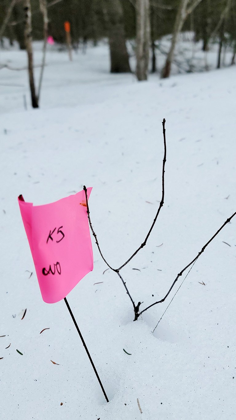 20250305 112614 Pink Flag 768x1365