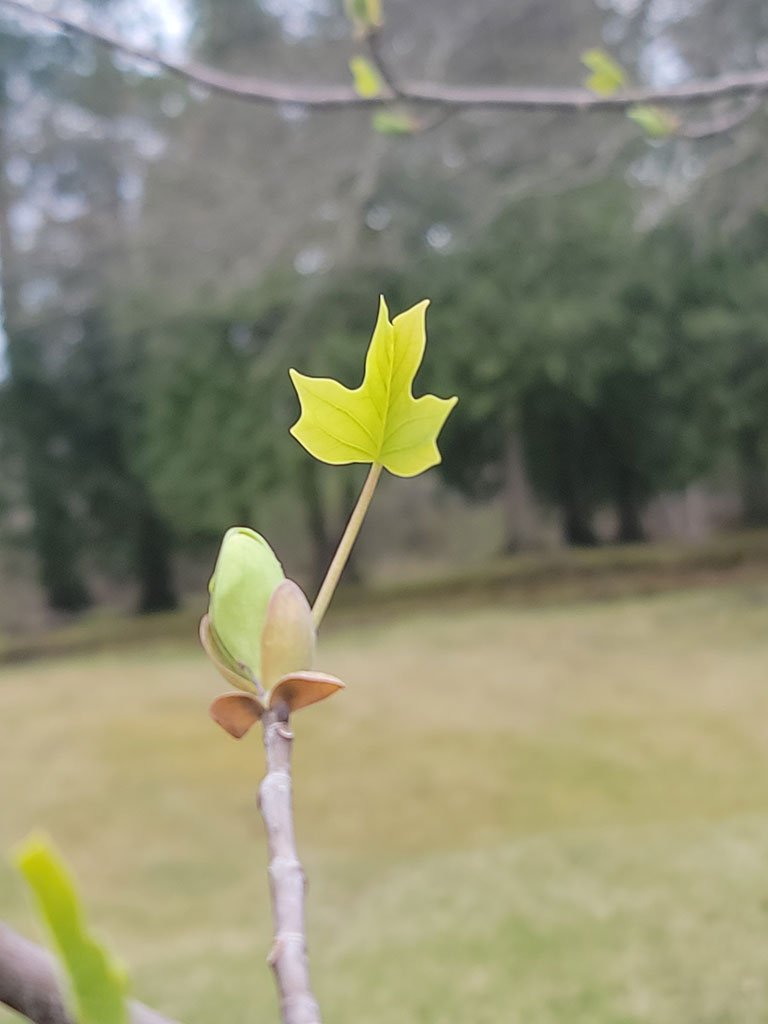 Tulip tree at the Belfast City Park Arboretum. Photo by C. Schmitt/Schoodic Institute.