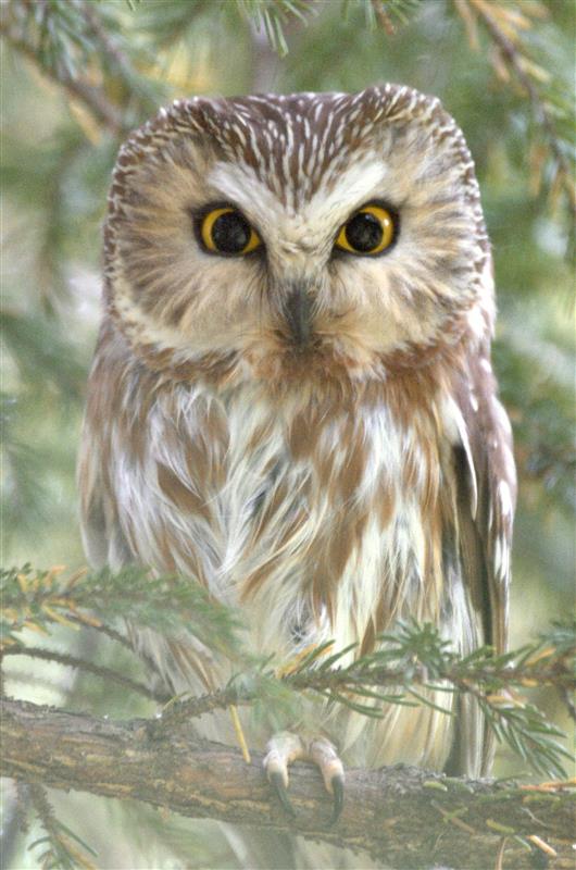 Saw-whet owl