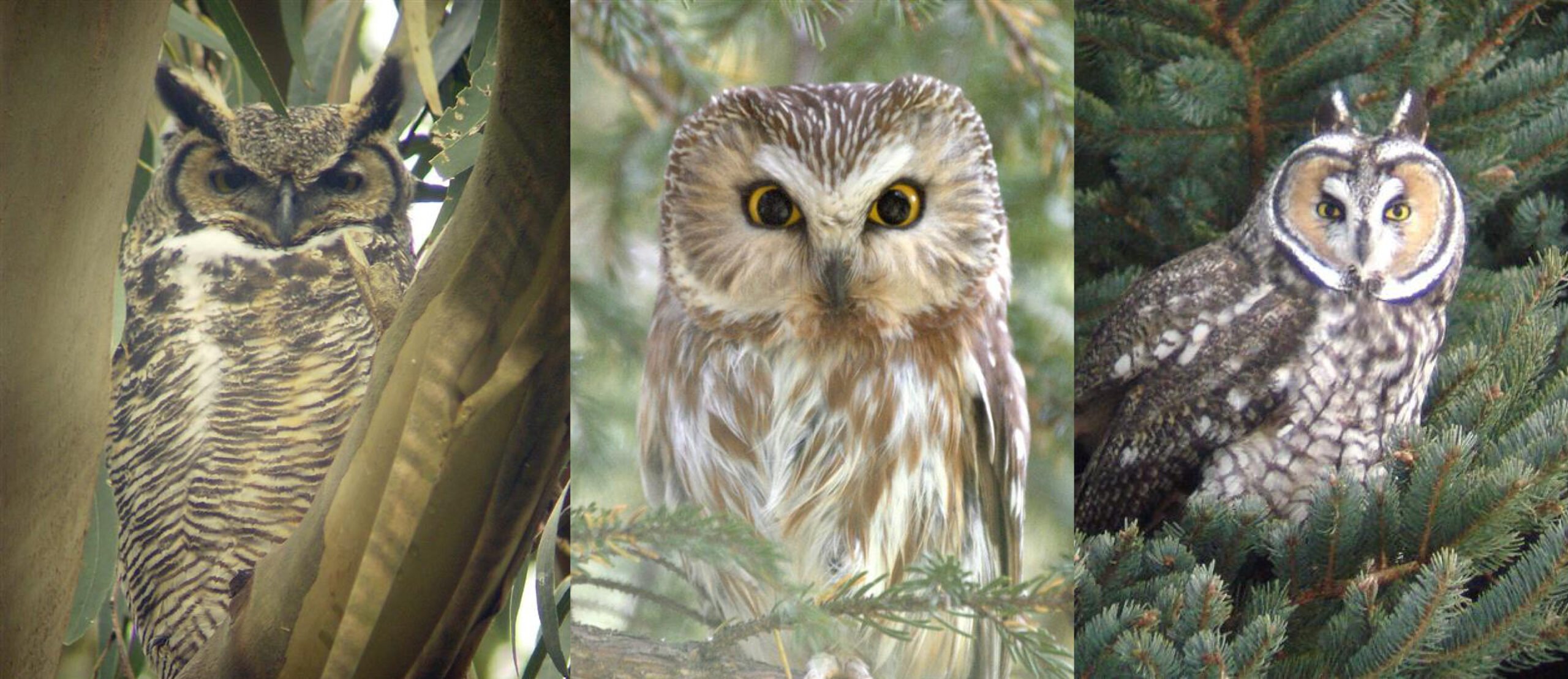 owl header scaled 1