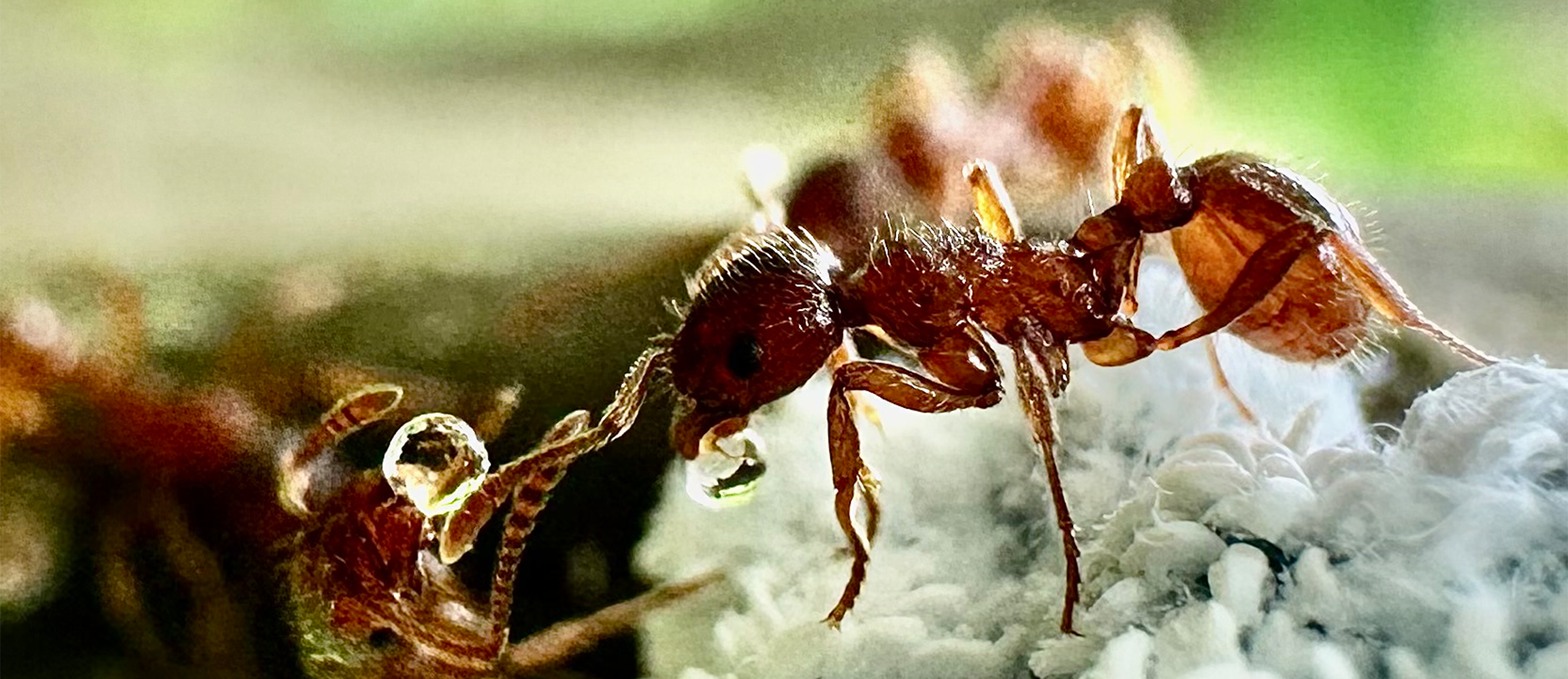 ants and aphids