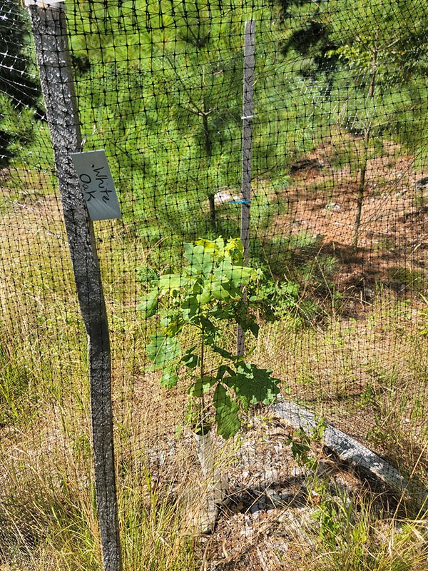 Image02 600x800 compressed