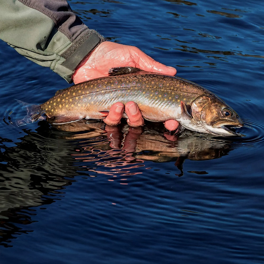 1000x1000 BobMallard121420 DianaMallard EDIT