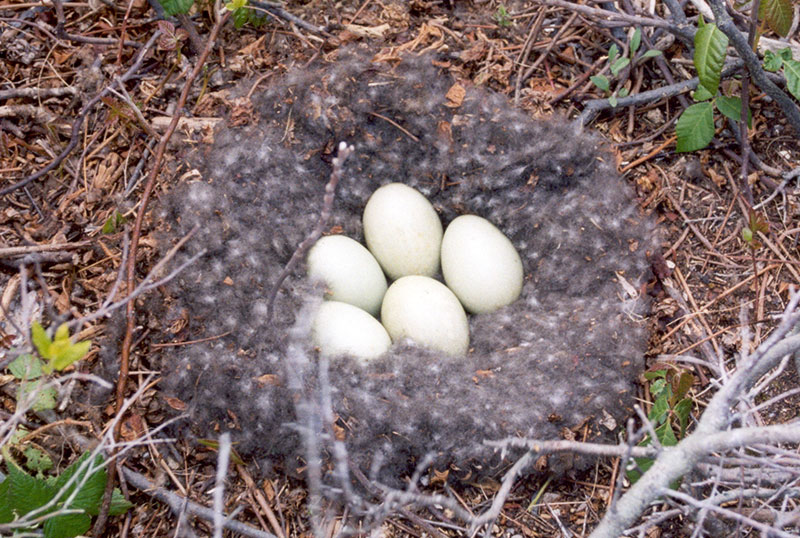 800x538 Eider nest on Flag