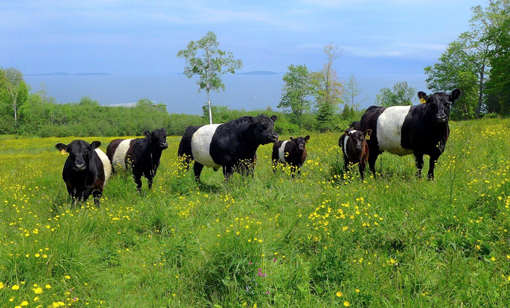 Aldemere Inset img Karin Leuthy 1000x605