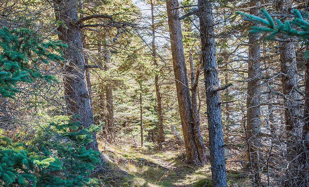 Ash Inset img 121921893 1000x605