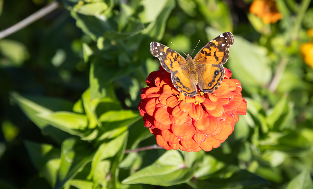 Babson Inset img 4B0A6011 1000x605