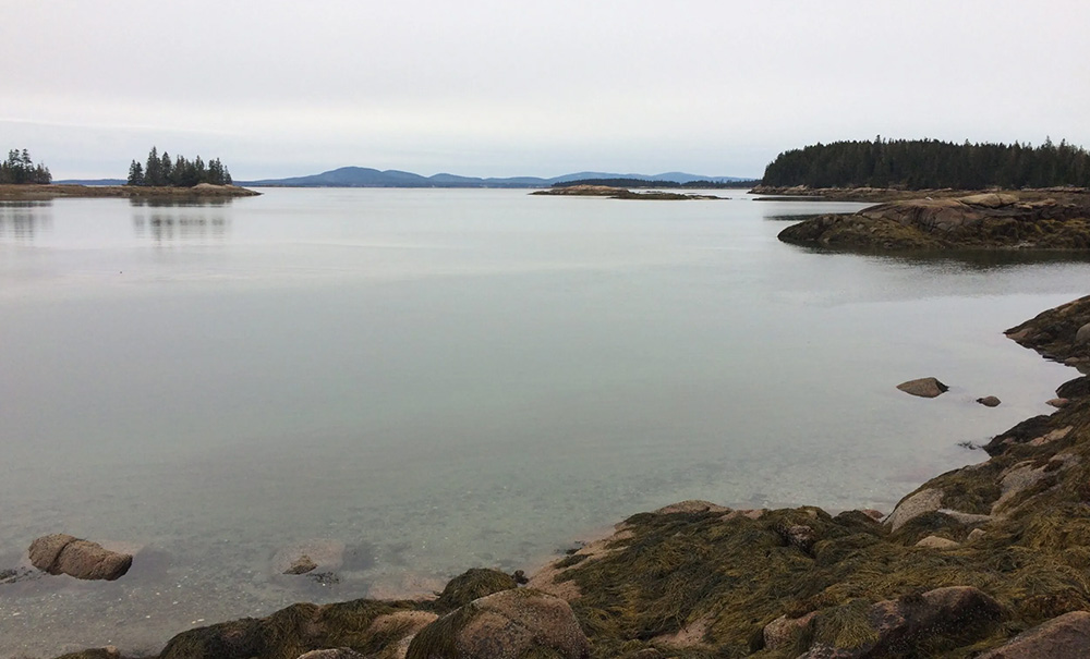 Back Cove Inset img 1818 1000x605