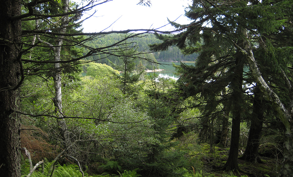 Back Cove Inset img Water View 1000x605