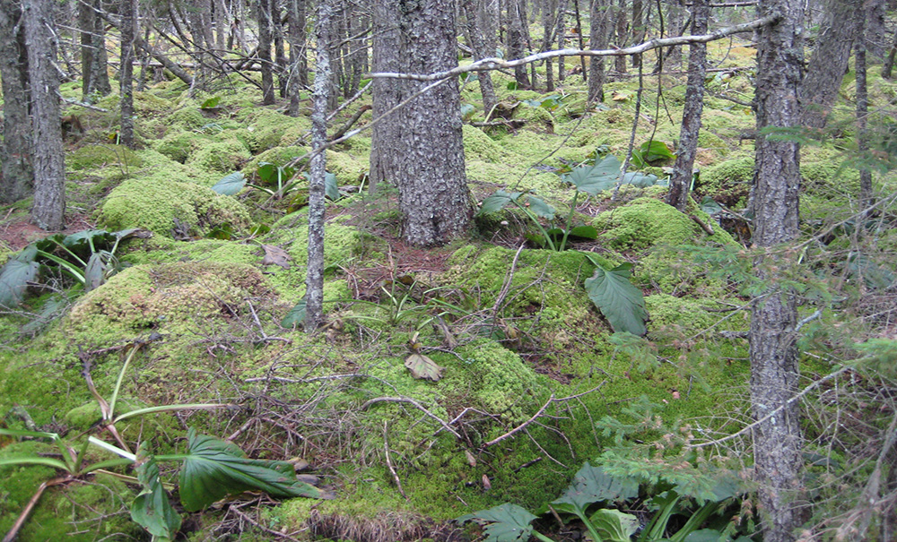 Back Cove Inset img Wetland 1000x605