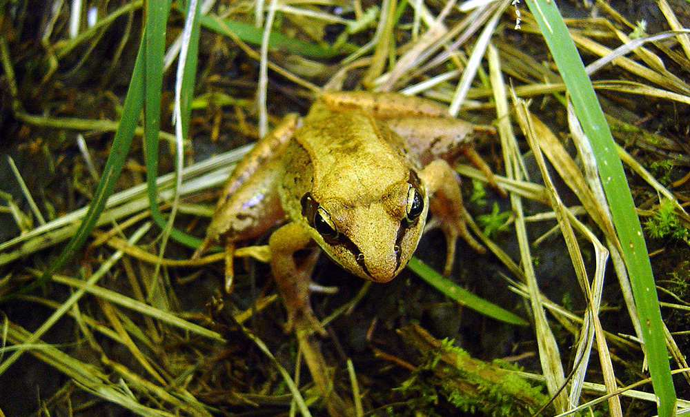 Bamford Inset img 65. wood frog 1000x605