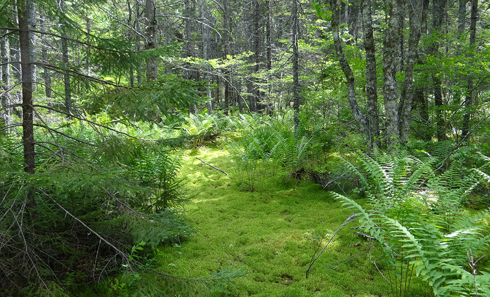 Bamford Inset img DSC02431 1000x605