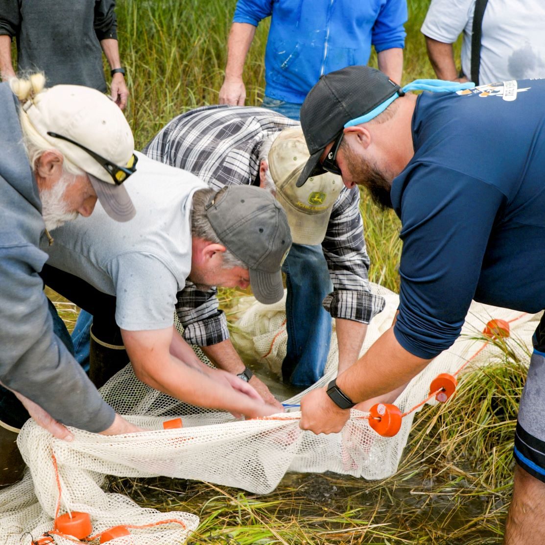 Beach-Seining-Bagaduce-1 RESIZED