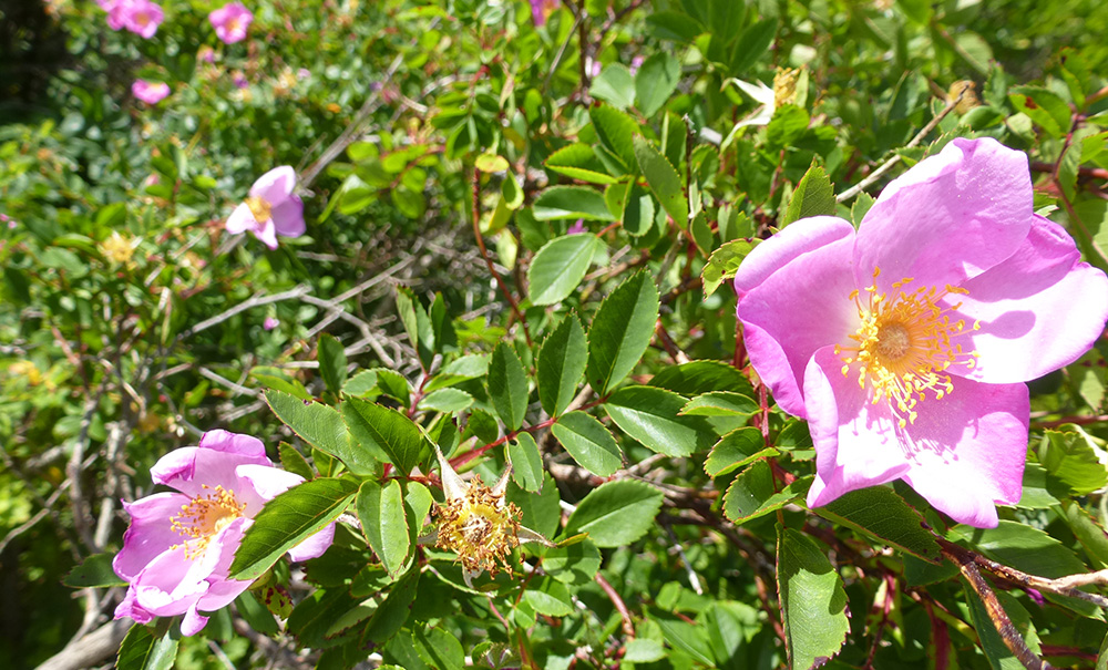 Black Island Inset img Virginiarose2 1000x605