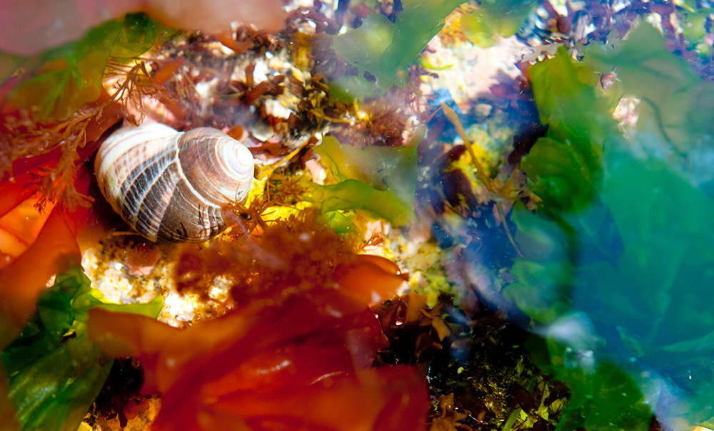 Black Island Little Black Inset img 016 1000x605