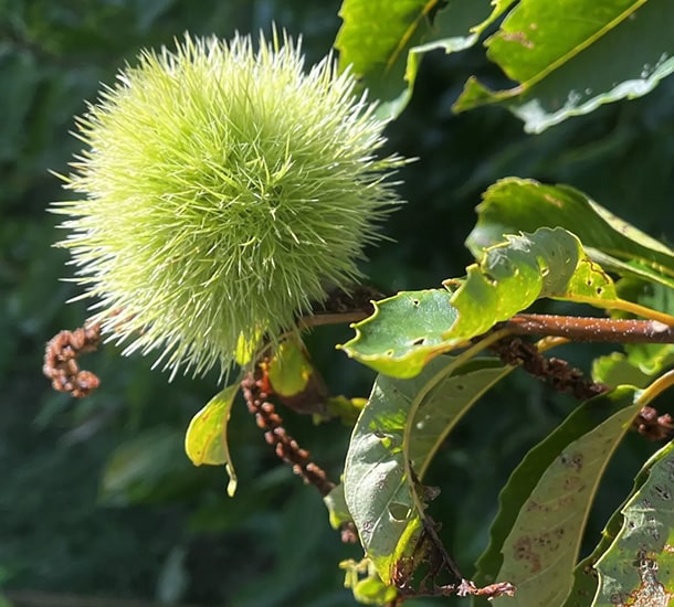 Chestnuttree 610x550