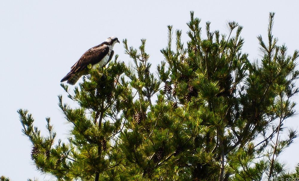 Clapboard Inset img Bagels on the Beach2 1000x605