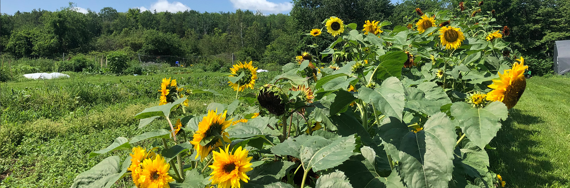 Erikson Field Header Img 191C5BC8 2000x660