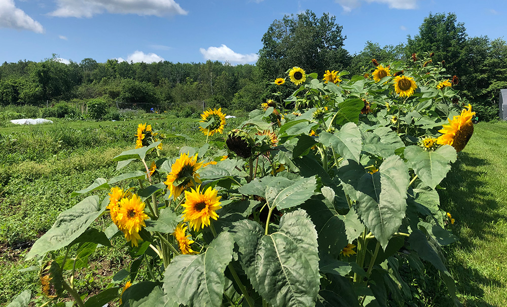 Erikson Field Thumb img 191C5BC8 1000x605