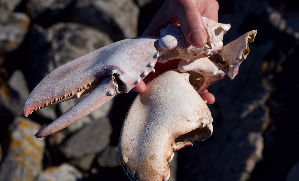 Folly Island Inset img 18 1000x605