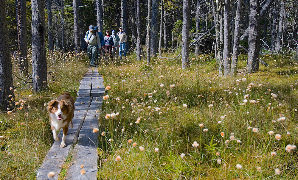 Frenchboro Inset img dog on bog bridging 1000x605