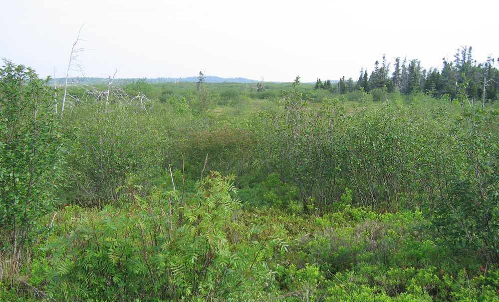 Hamilton Cove Inset img Alder flats 1000x605