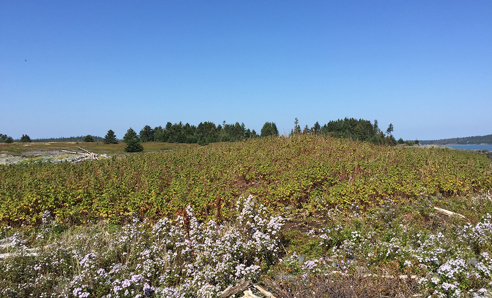 Hickey Inset img 1464 1000x605