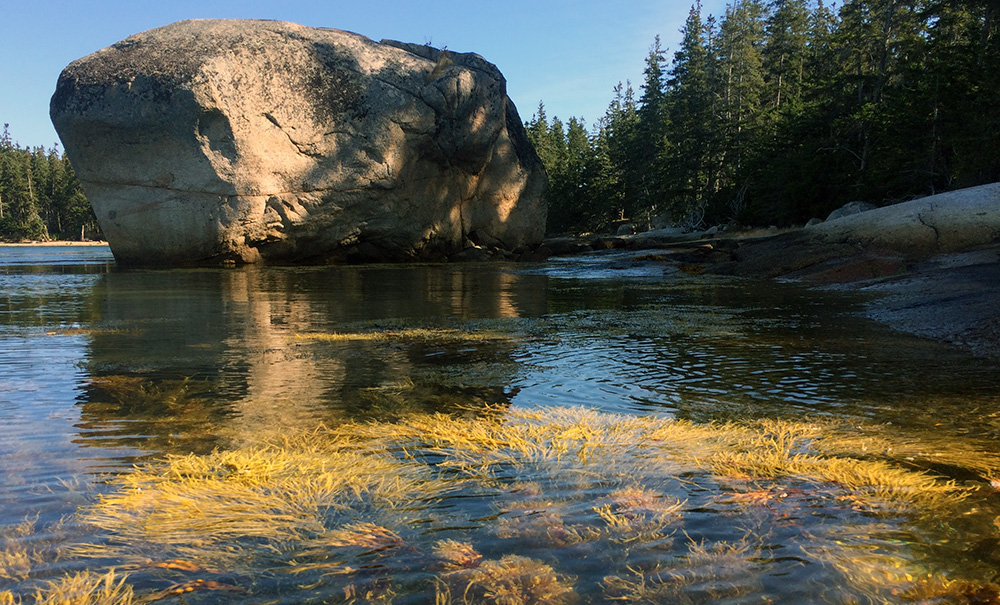 Hog Island Inset img hog 0589 1000x605