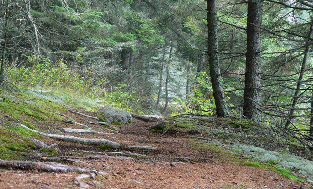 Hog Island Inset img hog Hog Island trail 1000x605