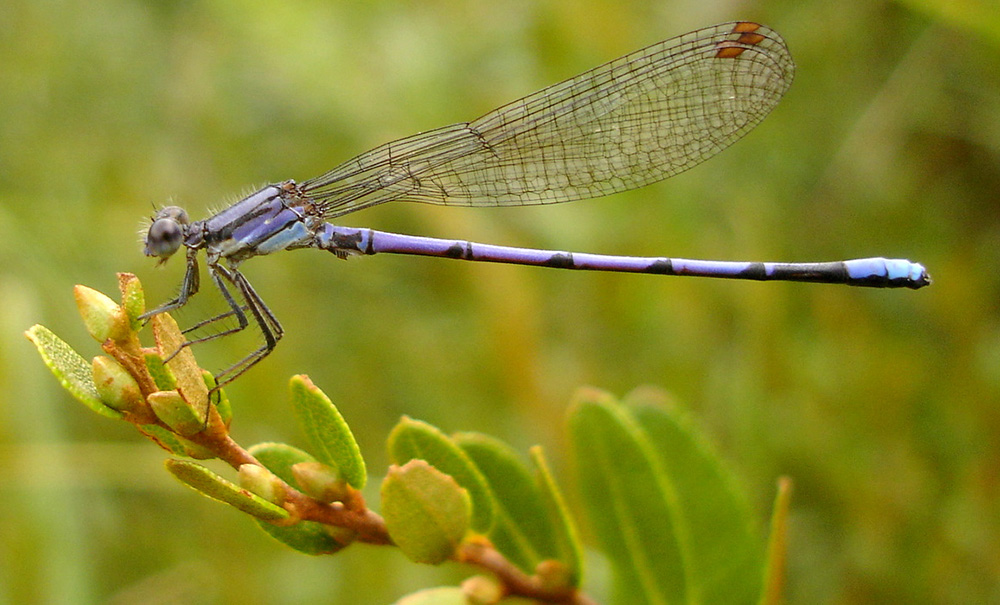 Kitteredge Inset img 031 1000x605