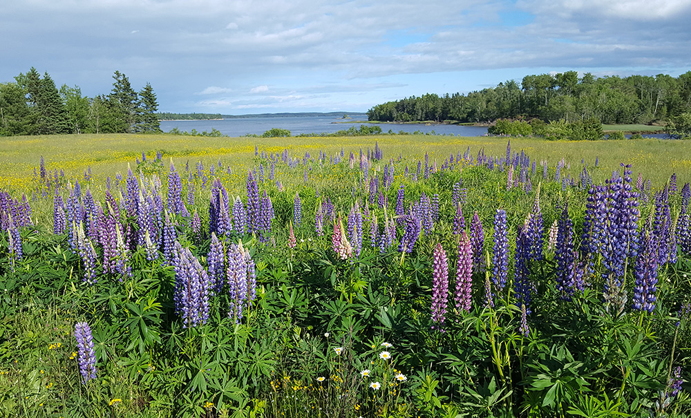 Millbridge Common Inset img lupines 2 1000x605