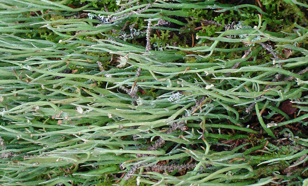 Neds Point Inset img NP2 9 08 1000x605