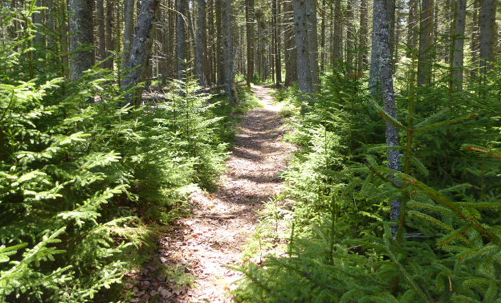 Neds Point Inset img Path 1000x605