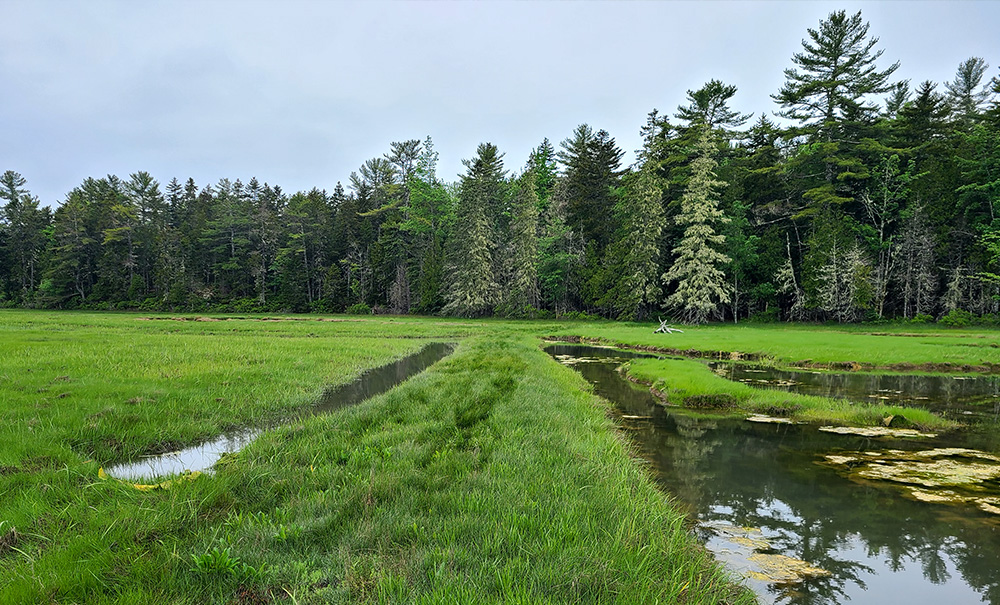 Old Pond Inset img 105444 1000x605