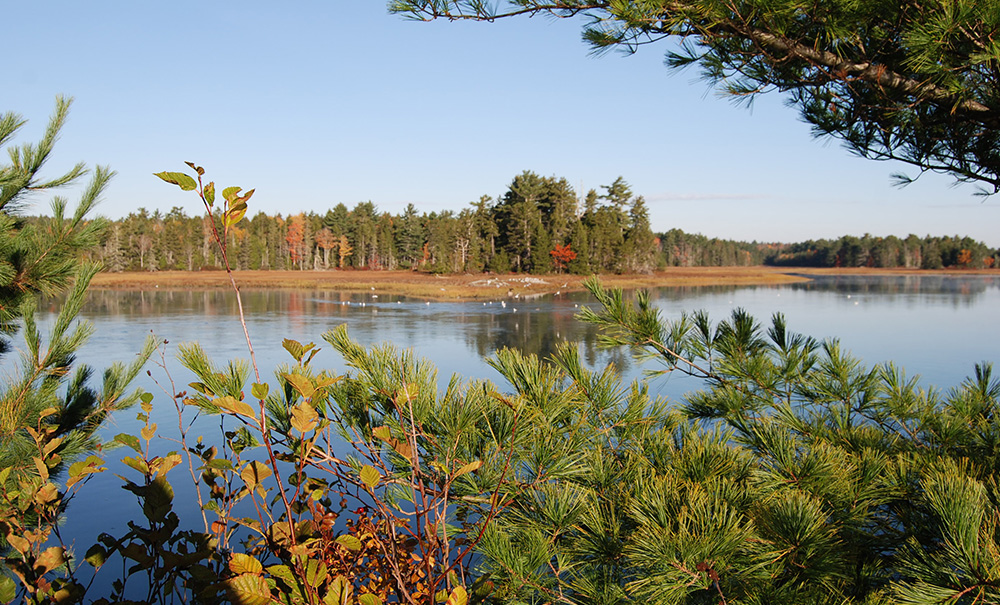Old Pond Thumb img 0048 1000x605