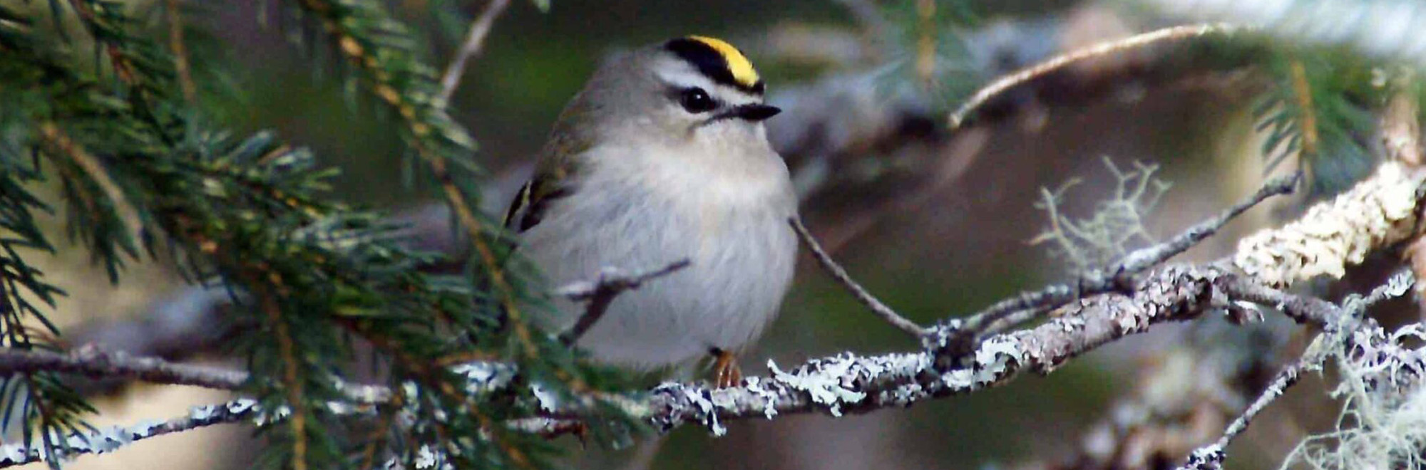 Rene Henderson Header Img crownedkinglet 2000x660